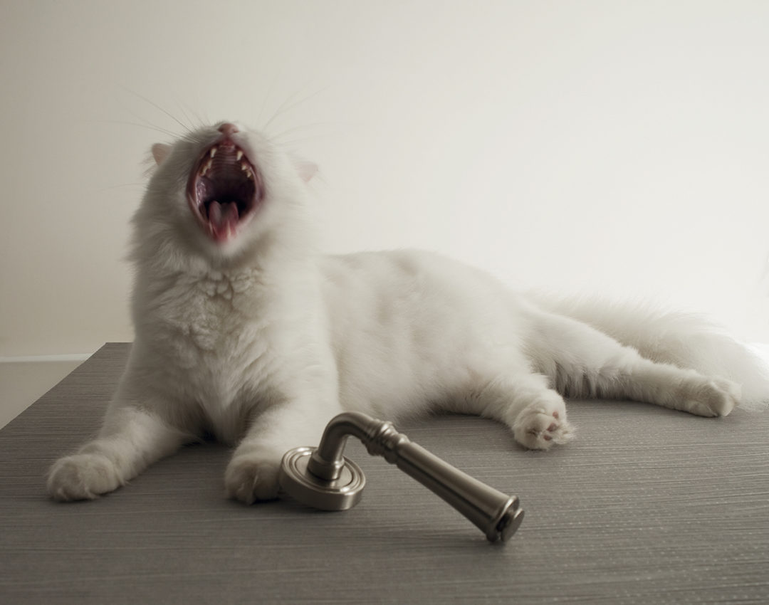 Gatto-bianco-maniglia-Fimet